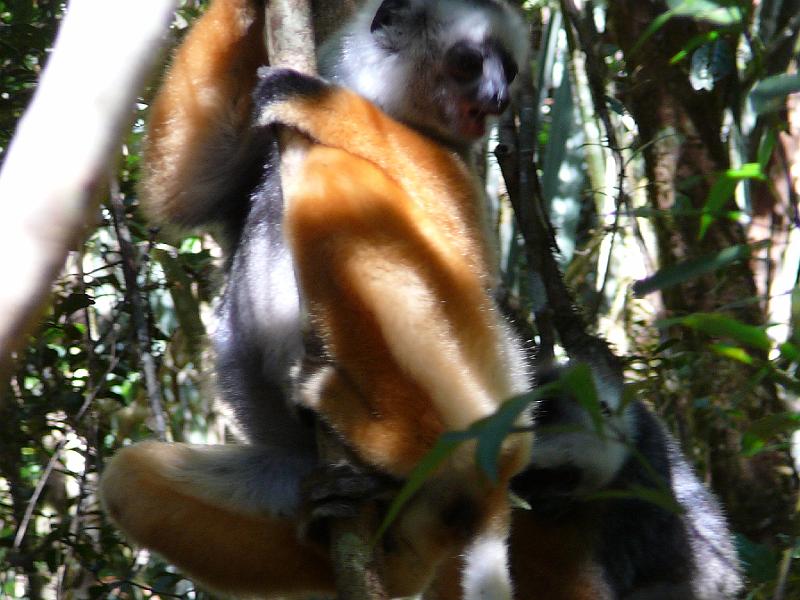 040Diademed Sifaka